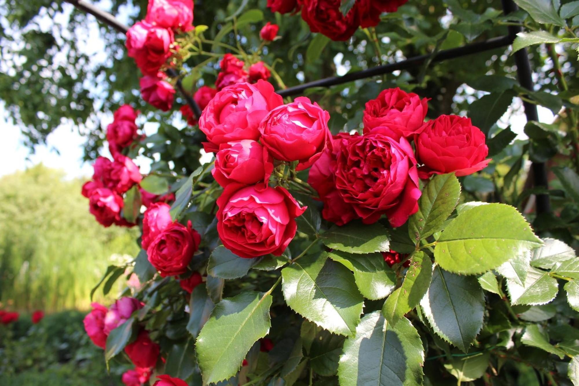 شقة "Rosenkate 1" Riepsdorf المظهر الخارجي الصورة